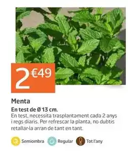 Jardiland Menta oferta