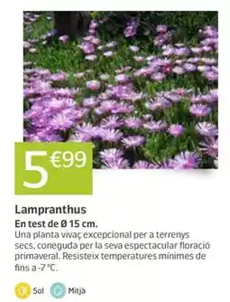 Jardiland Lampranthus oferta