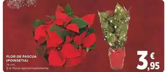 Supercor Flor De Pascua (poinsetia) oferta