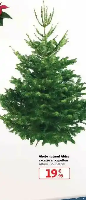 Alcampo Abeto Natural Abies Excelsa En Cepellón oferta