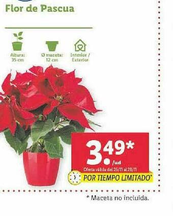 Lidl Flor De Pascua oferta