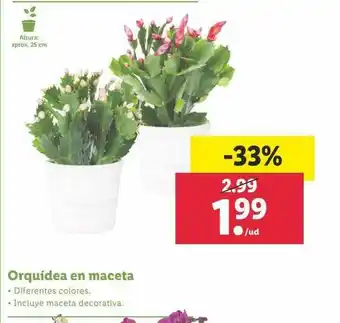 Lidl Orquídea En Maceta oferta