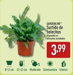 ALDI GARDENLINE® Surtido de helechos oferta