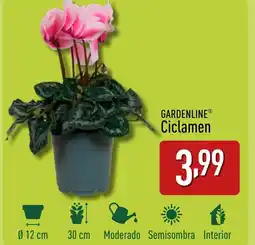 ALDI GARDENLINE® Ciclamen oferta