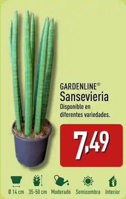 ALDI GARDENLINE® Sansevieria oferta