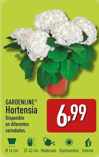 ALDI GARDENLINE® Hortensia oferta