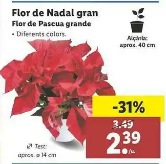 Lidl Flor De Nadal Gran Flor De Pascua Grande oferta
