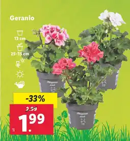 Lidl Geranio oferta