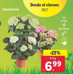 Lidl Hortensia oferta