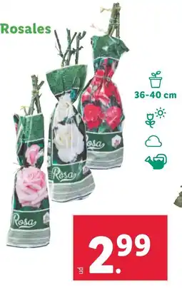 Rosales
