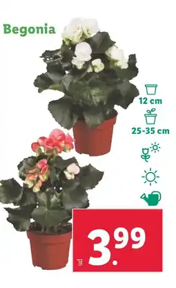 Lidl Begonia oferta