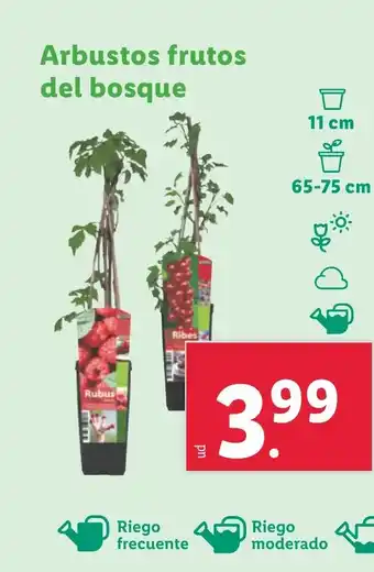 Lidl Arbustos frutos del bosque oferta