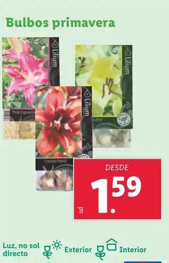 Lidl Bulbos primavera oferta