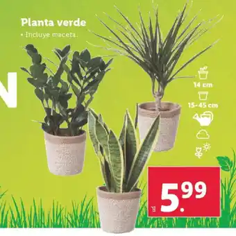 Lidl Planta verde oferta