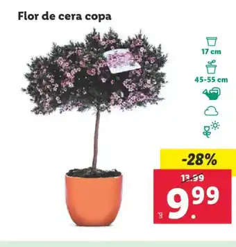 Lidl Flor de cera copa oferta