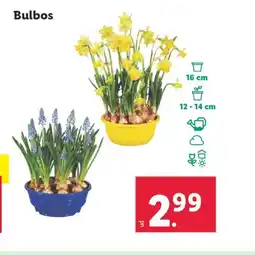 Lidl Bulbos oferta