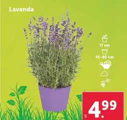 Lidl Lavanda oferta