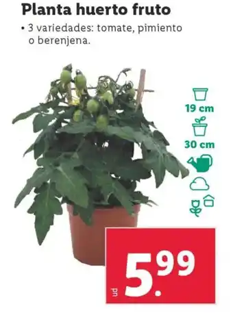 Lidl Planta huerto fruto oferta