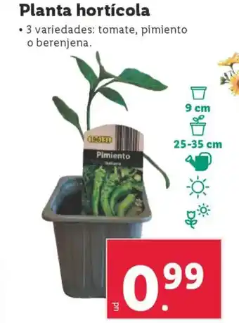 Lidl Planta hortícola oferta