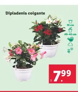 Lidl Dipladenia colgante oferta