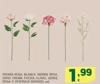 HiperDino Peonía rosa, blanca, nerine rpsa, daisy crema, fucsia, clavel verde, rosa o veronica morado oferta