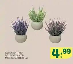 HiperDino Catharanthus de lavanda con maceta surtido oferta