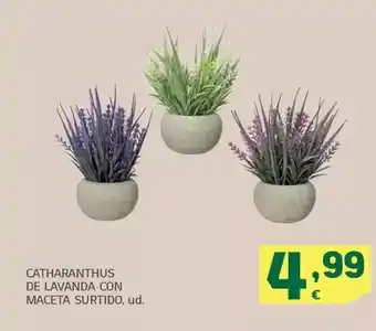 HiperDino Catharanthus de lavanda con maceta surtido oferta