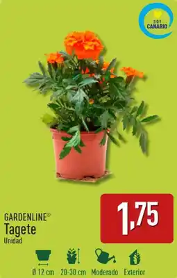 ALDI GARDENLINE® Tagete oferta