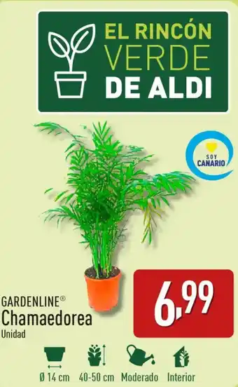 ALDI GARDENLINE® Chamaedorea oferta