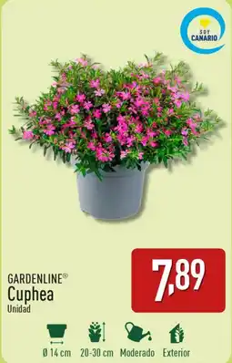 ALDI GARDENLINE® Cuphea oferta