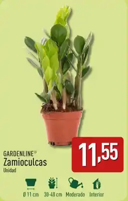 ALDI GARDENLINE® Zamioculcas oferta