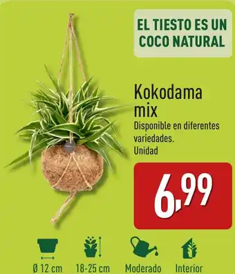 ALDI Kokodama mix oferta