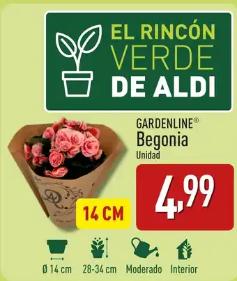 ALDI GARDENLINE® Begonia oferta