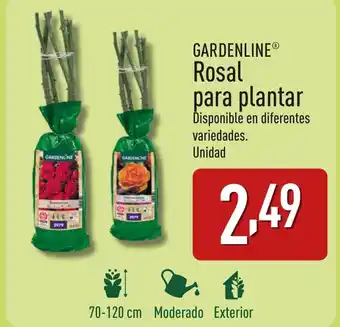 ALDI GARDENLINE® Rosal para plantar oferta