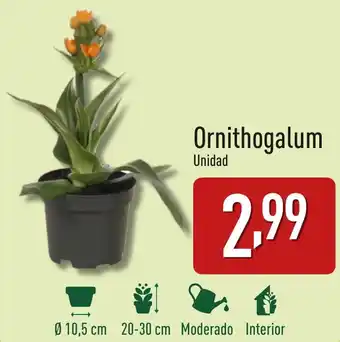ALDI Ornithogalum oferta