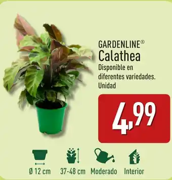 ALDI GARDENLINE® Calathea oferta