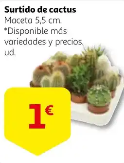 Alcampo Surtido de cactus oferta