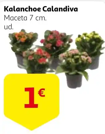 Alcampo Kalanchoe Calandiva oferta