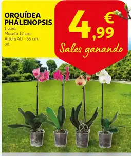Alcampo Orquídea phalenopsis oferta