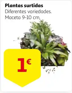 Alcampo Plantas surtidas oferta