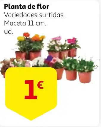 Alcampo Planta de flor oferta