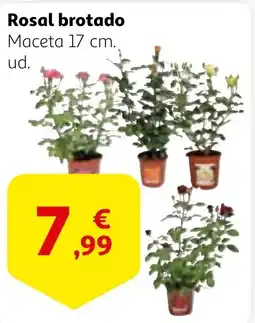 Alcampo Rosal brotado oferta