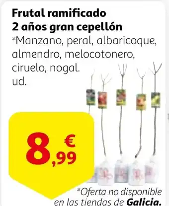 Alcampo Frutal ramificado 2 años gran cepellón oferta