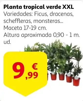 Alcampo Planta tropical verde XXL. oferta