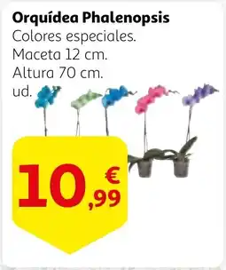 Alcampo Orquídea Phalenopsis oferta