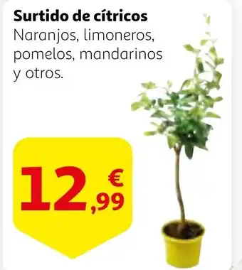 Alcampo Surtido de cítricos oferta