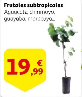 Alcampo Frutales subtropicales oferta