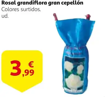 Alcampo Rosal grandiflora gran cepellón oferta