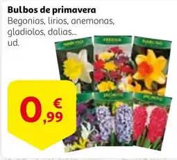 Alcampo Bulbos de primavera oferta