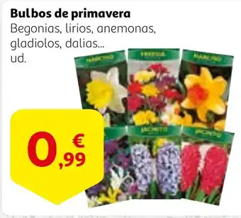 Alcampo Bulbos de primavera oferta